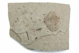Fossil Distylium Leaf with Crane Flies - Utah #377079-2